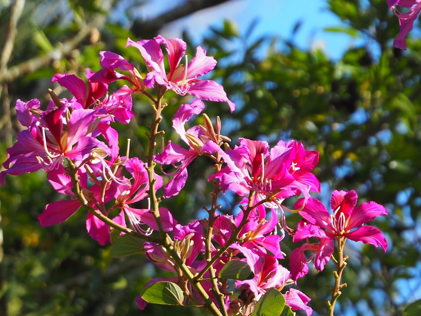 東勢林場必玩活動｜不可錯過的自然體驗