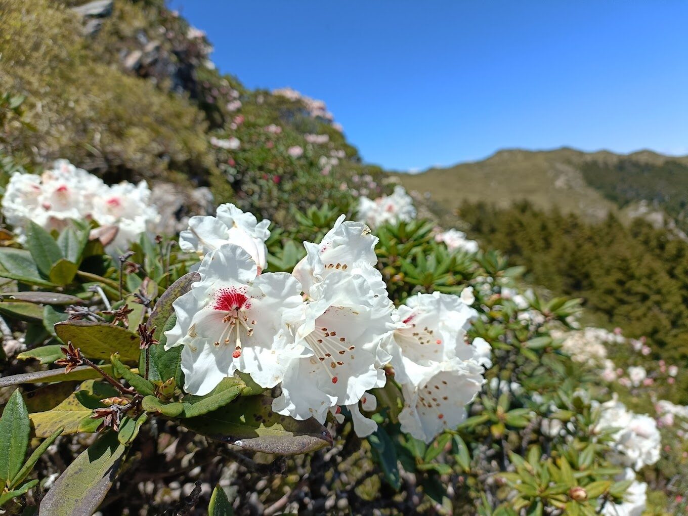 2025南投景點懶人包｜不可錯過的秘境探訪
