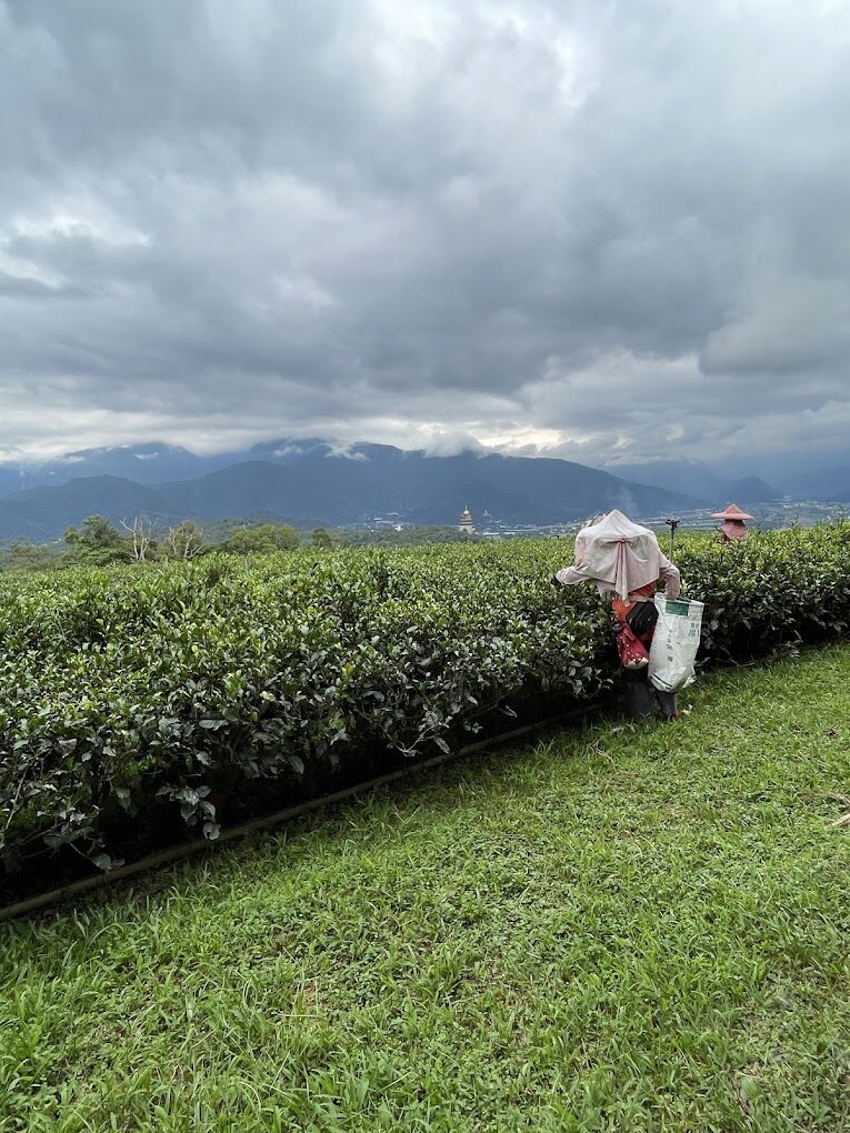 2025南投景點懶人包｜不可錯過的秘境探訪