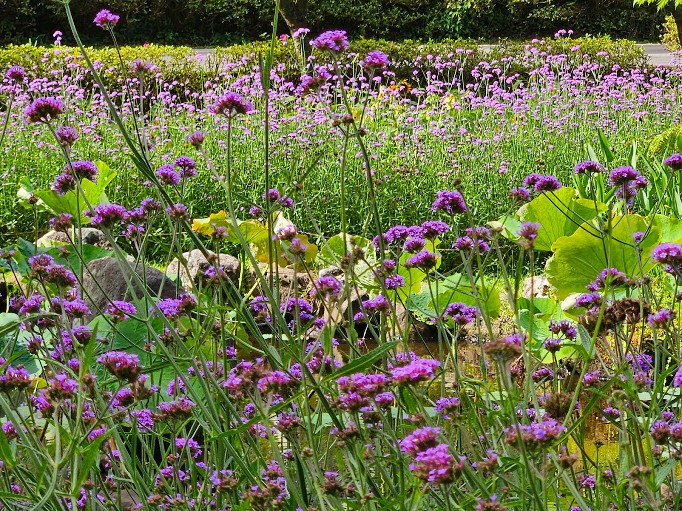 陽明山湖山綠地必去景點！避開遊客高峰的絕佳時間