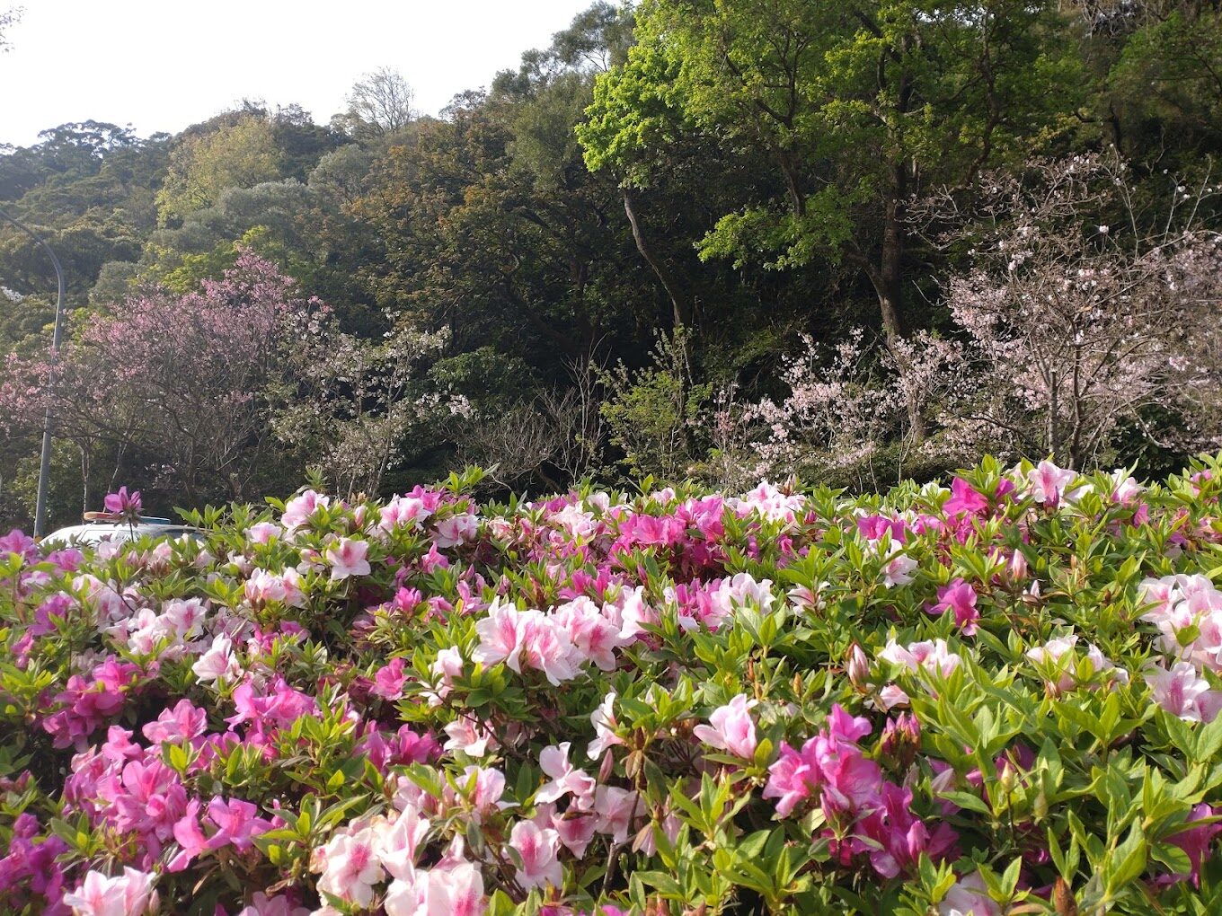 陽明山湖山綠地必去景點！避開遊客高峰的絕佳時間