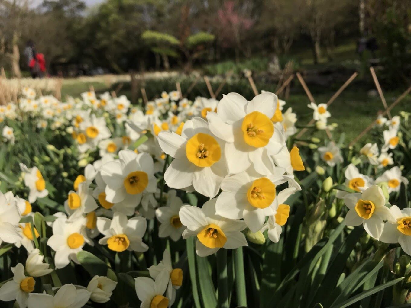 陽明山湖山綠地必去景點！避開遊客高峰的絕佳時間