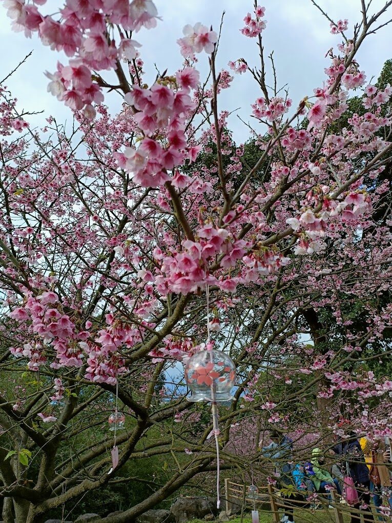 【2025】避開天元宮櫻花季人潮的小技巧｜享受更靜謐的花季之旅