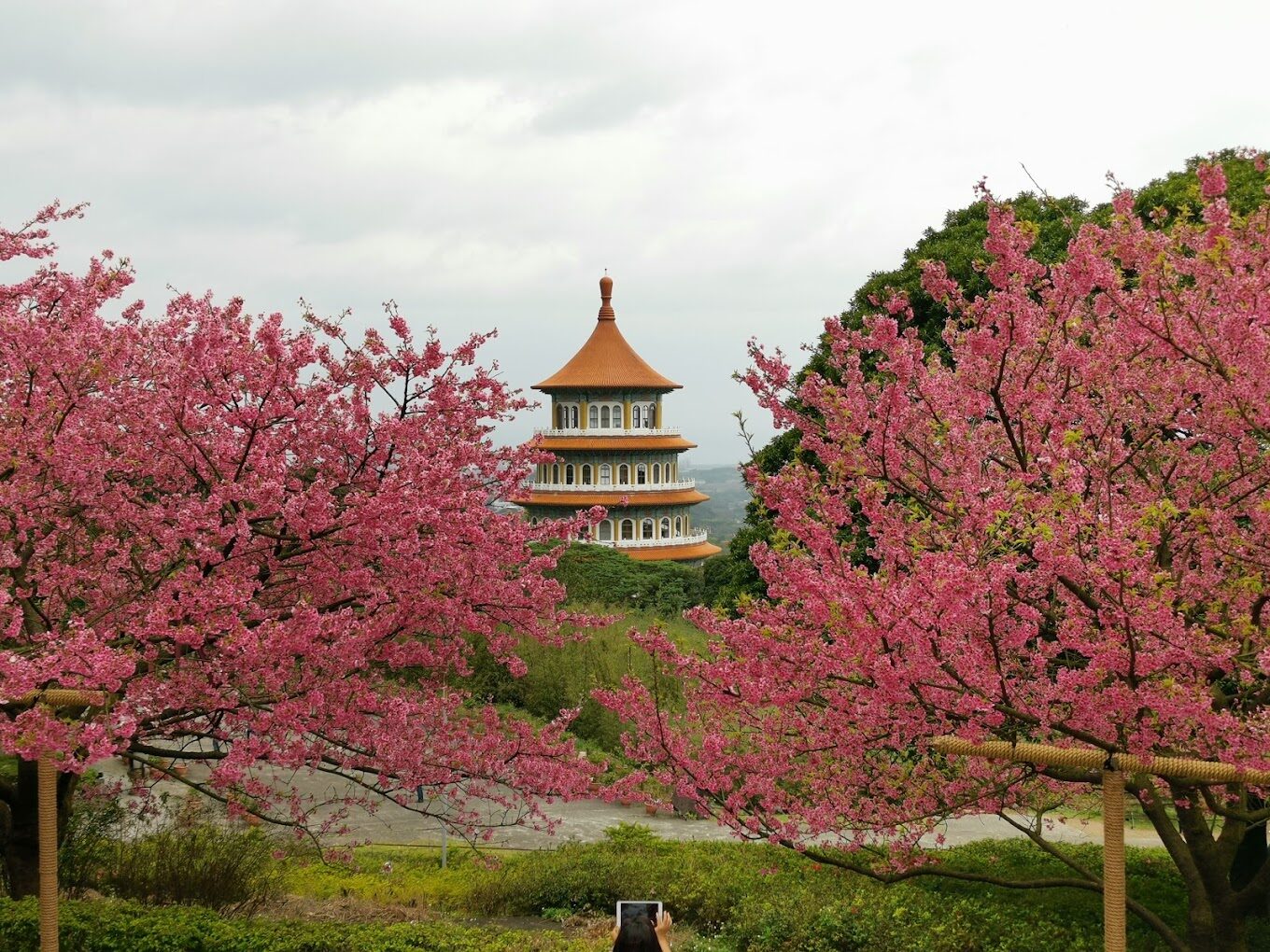 【2025】避開天元宮櫻花季人潮的小技巧｜享受更靜謐的花季之旅