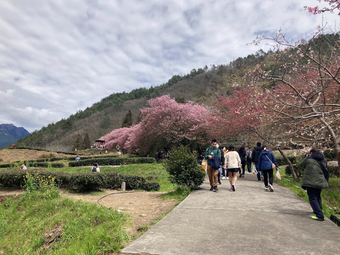 【2025】武陵農場必遊攻略｜避開人潮的秘訣，享受寧靜假期