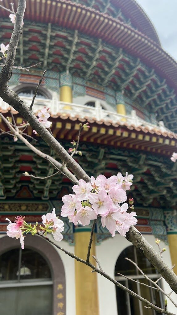 【2025】避開天元宮櫻花季人潮的小技巧｜享受更靜謐的花季之旅