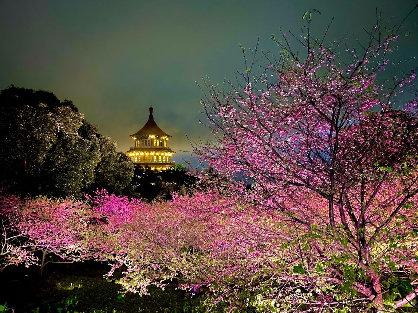 【2025】避開天元宮櫻花季人潮的小技巧｜享受更靜謐的花季之旅