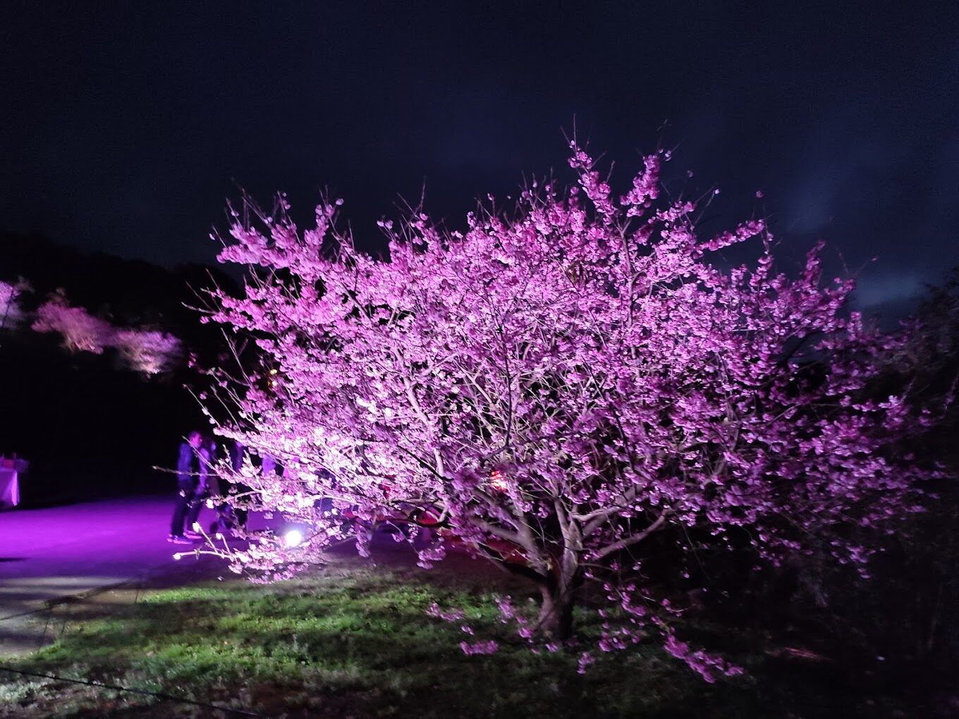 【2025】避開天元宮櫻花季人潮的小技巧｜享受更靜謐的花季之旅
