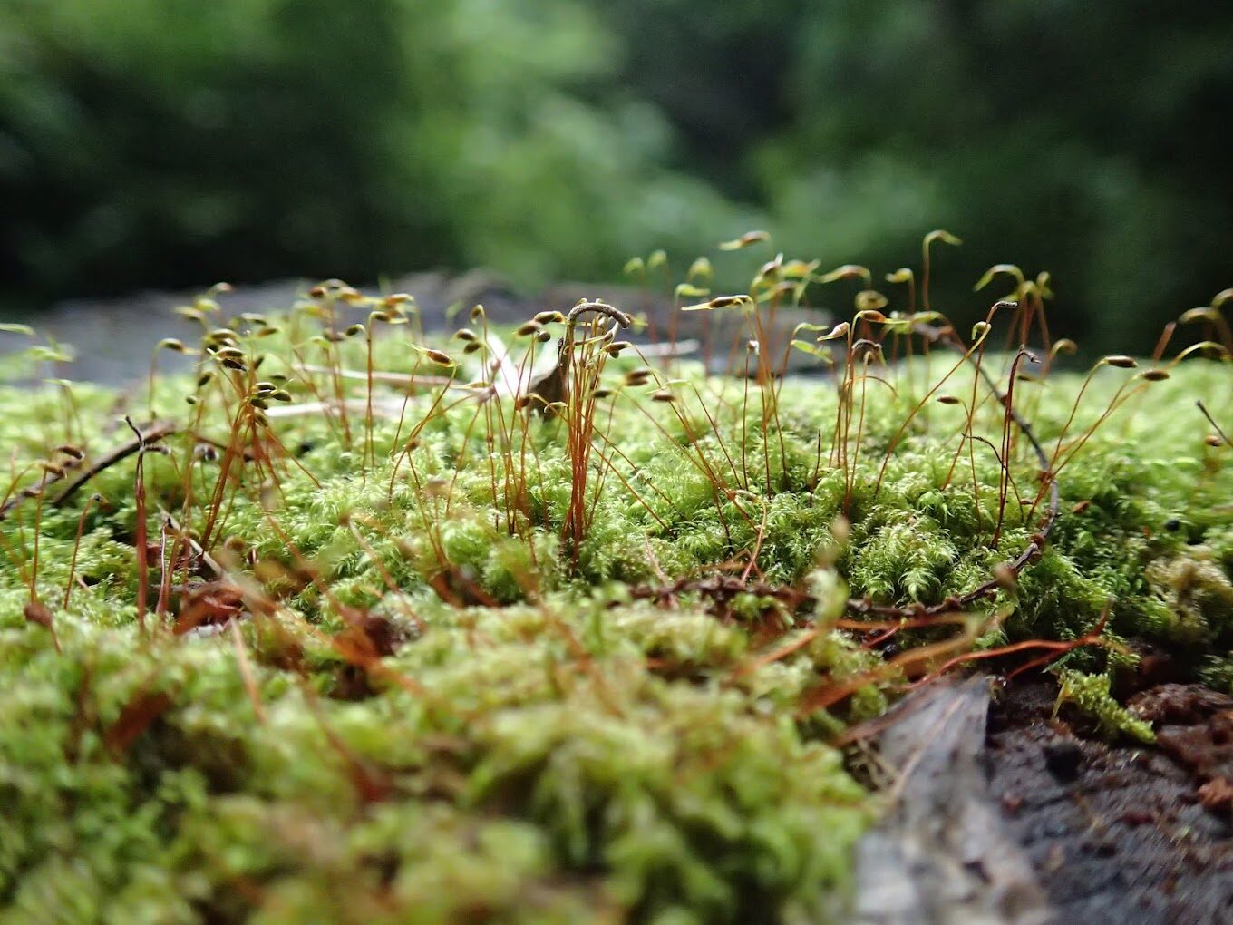 杉林溪必遊景點全攻略｜避開遊客擁擠的時間與私藏秘境