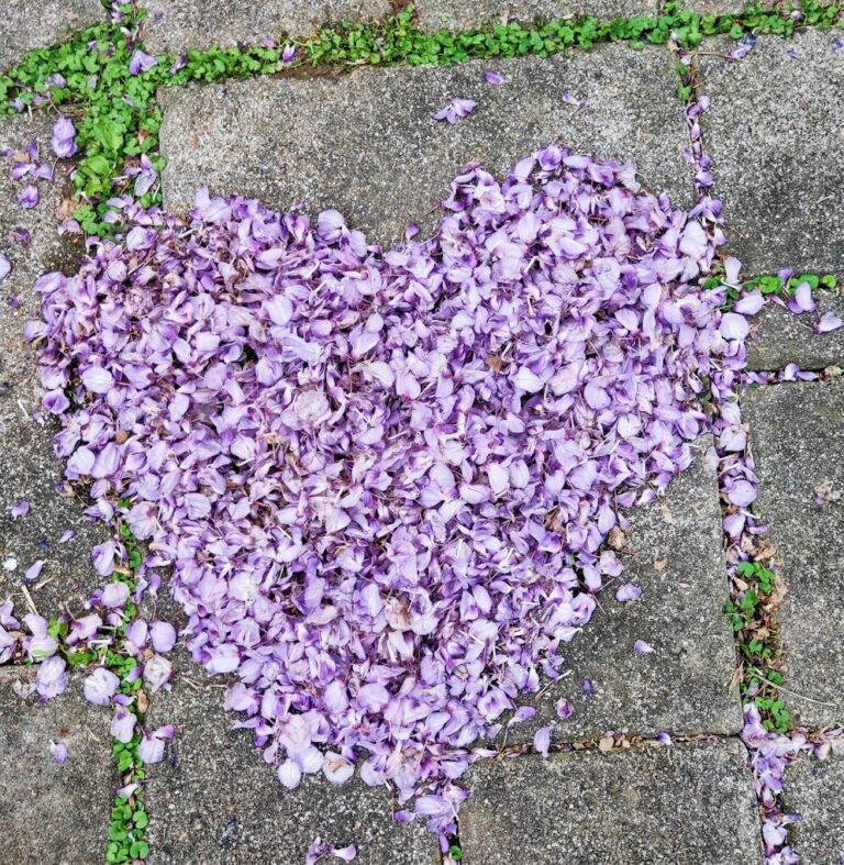 揭開紫藤花祕境的亮點｜這些秘景你一定不想錯過