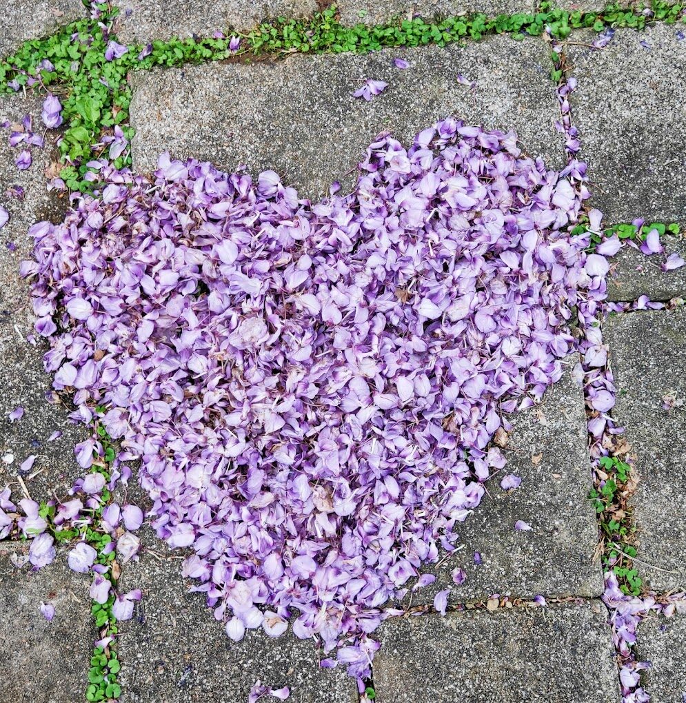 揭開紫藤花祕境的亮點｜這些秘景你一定不想錯過