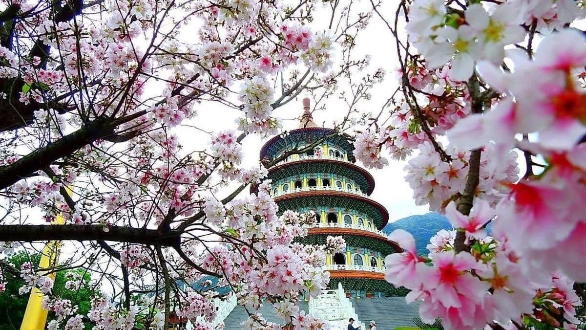 【2025】避開天元宮櫻花季人潮的小技巧｜享受更靜謐的花季之旅