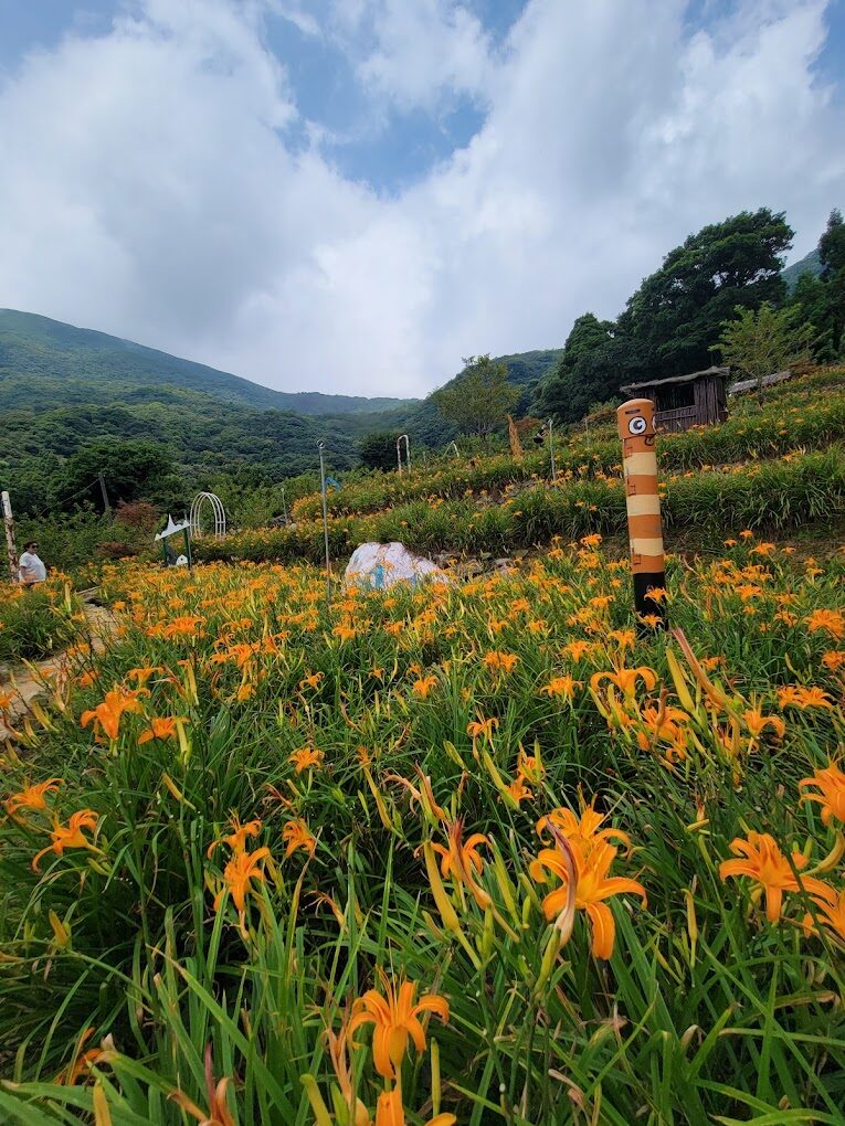【2025】竹子湖秘境大公開：必遊景點與在地美食推薦