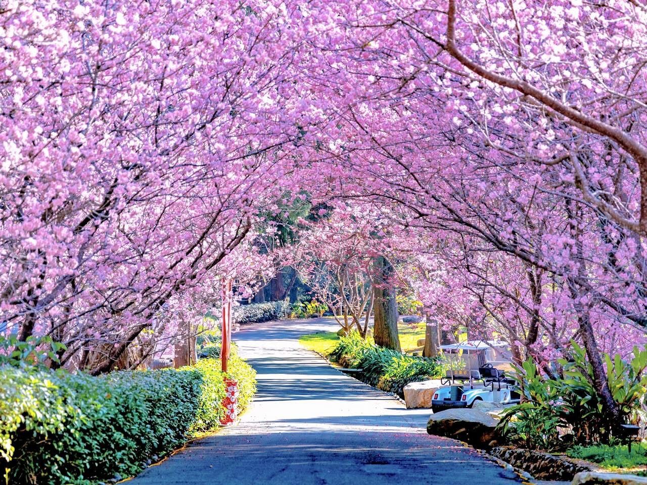 九族文化村文化廣場的櫻花隧道盛況