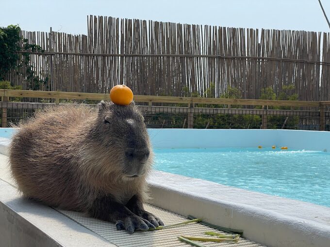 墾丁鹿ㄦ島水豚生態園區：不可錯過的5大體驗｜2025旅遊指南