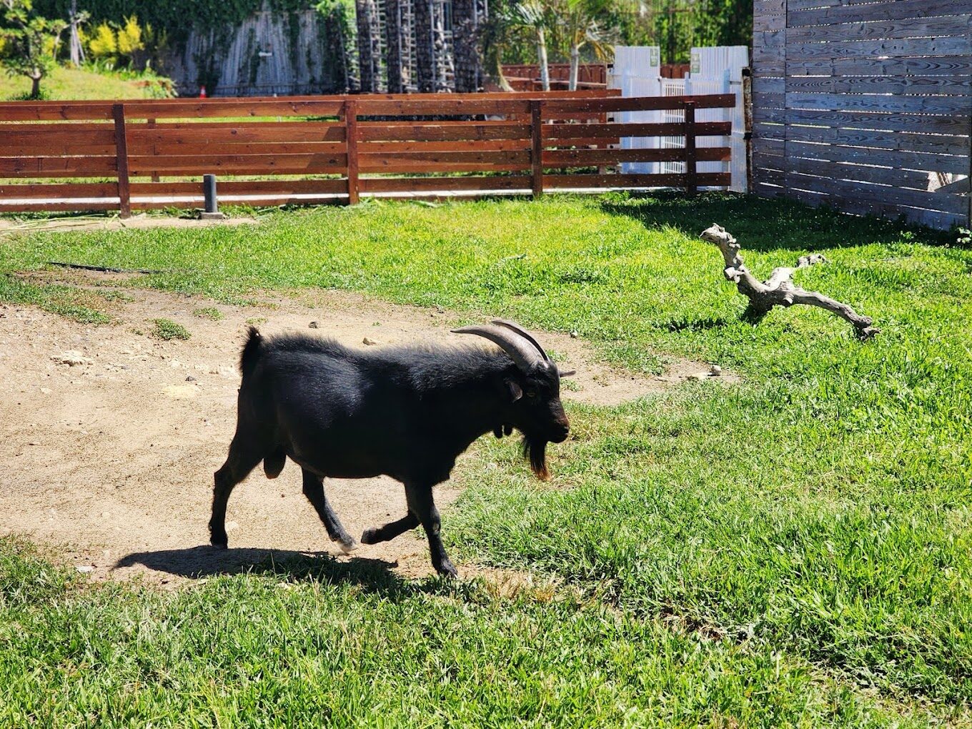墾丁鹿ㄦ島水豚生態園區：不可錯過的5大體驗｜2025旅遊指南