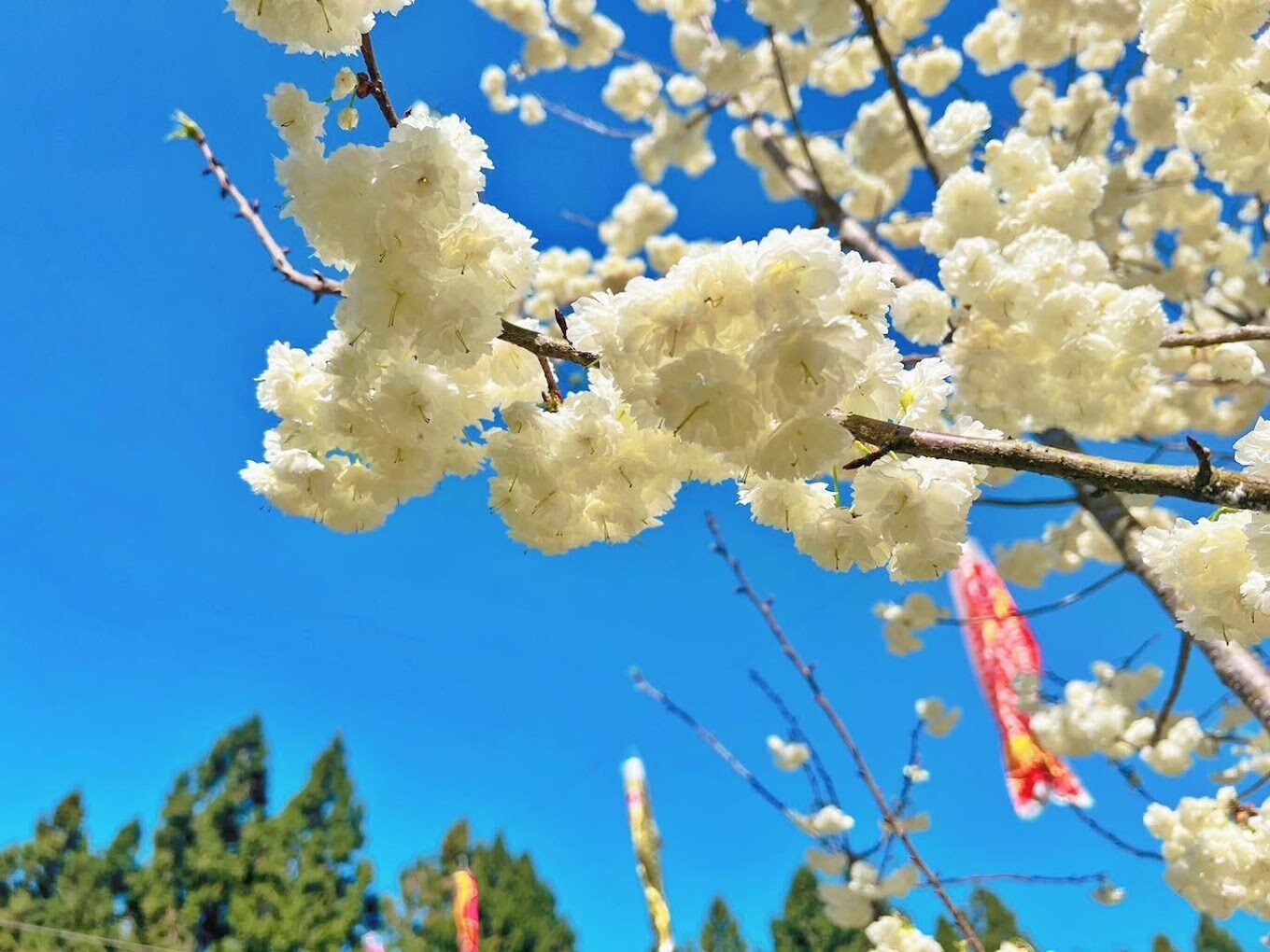 遊客在櫻花樹下席地而坐，享受賞花樂趣