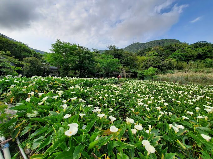 陽明山景點必去懶人包：避開2025旅遊雷區的秘訣