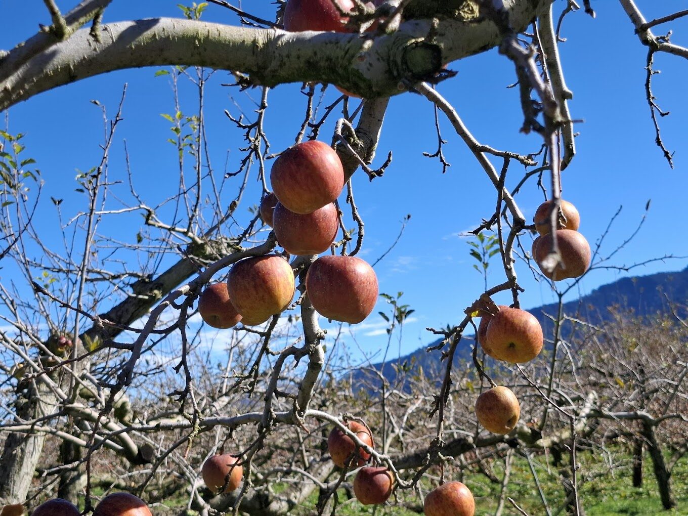 【2025】福壽山農場必吃推薦｜在地美食不可錯過