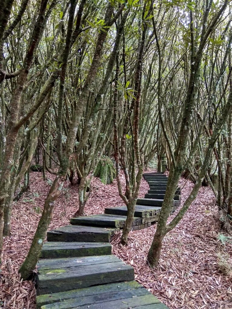 杉林溪旅遊必去｜揭露2025年最新景點與不容錯過的生態體驗