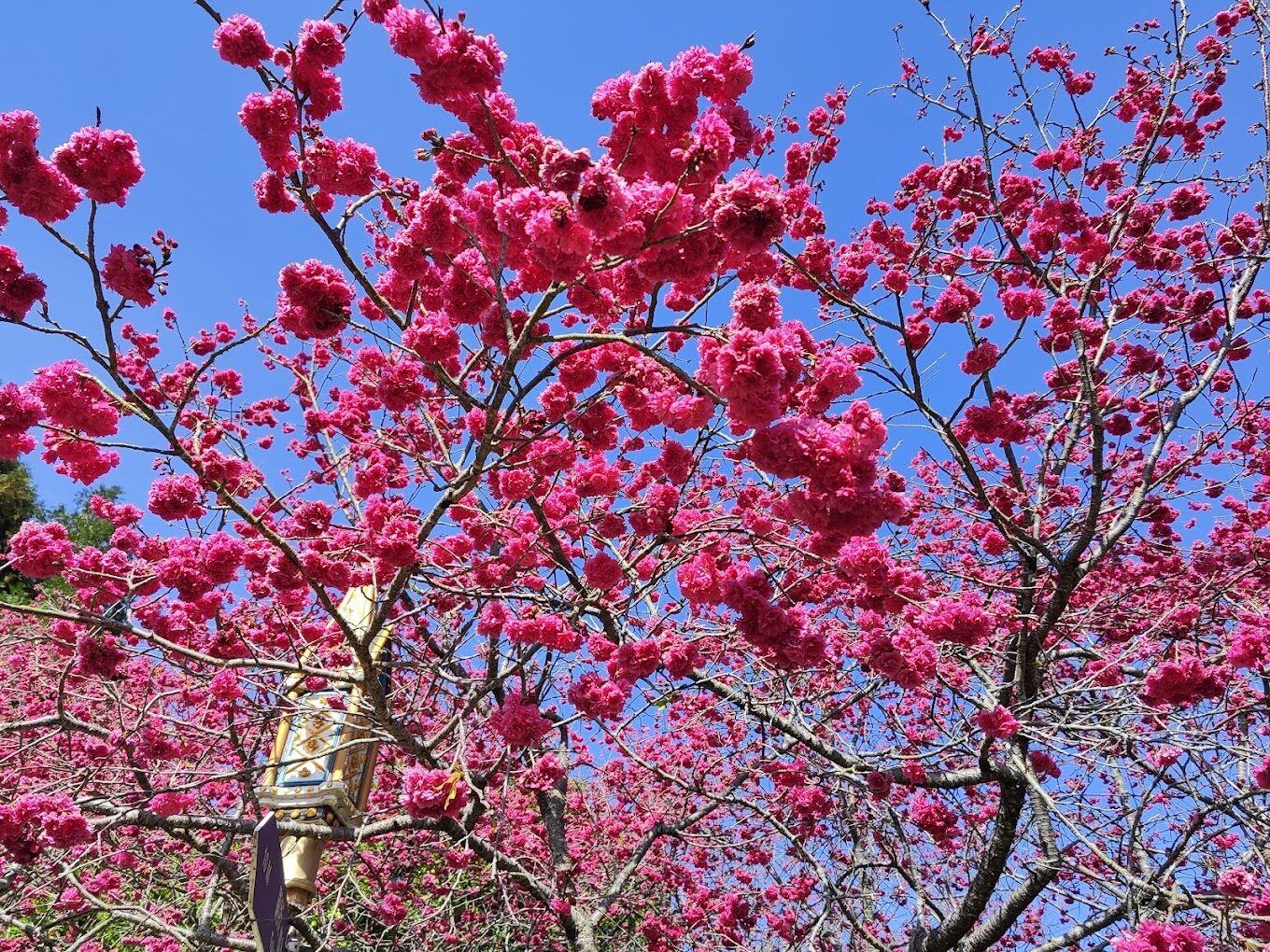 九族櫻花季必知攻略｜避開人潮的祕密景點