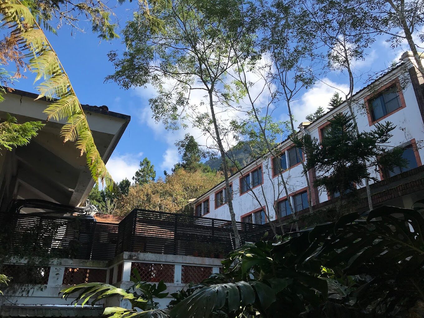 溪頭福華必讀指南｜不可錯過的體驗與活動