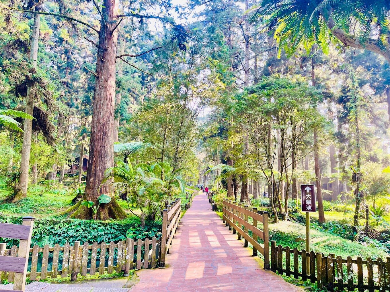 溪頭福華必讀指南｜不可錯過的體驗與活動