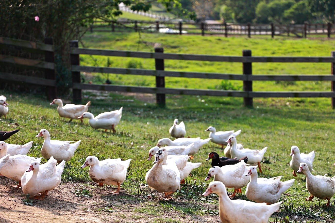 飛牛牧場不踩雷！親子遊最佳活動推薦
