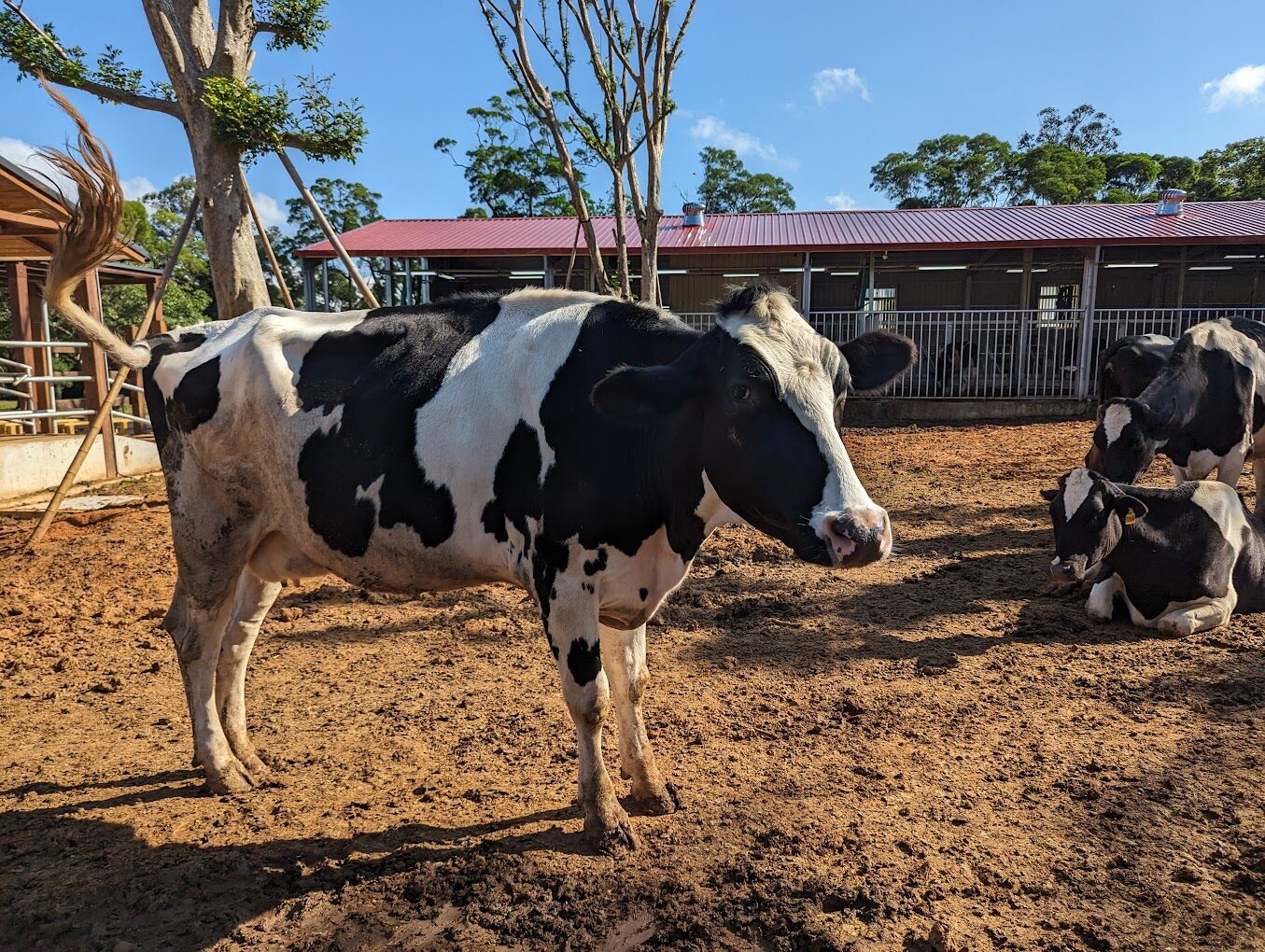 【2025】避免遊玩失望！埔心牧場必去的景點