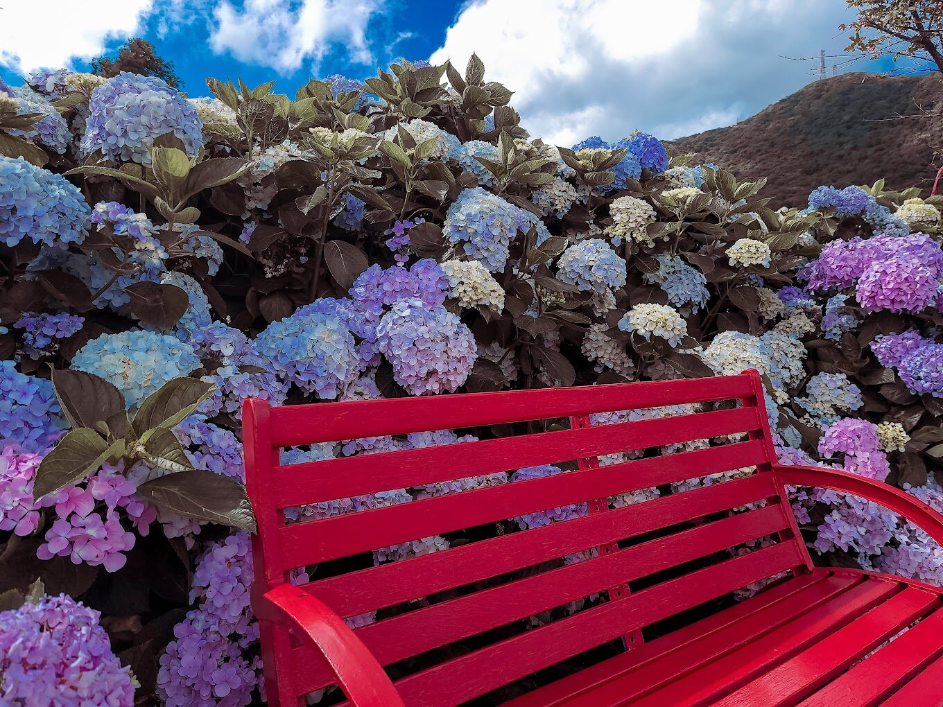 竹子湖春季賞花攻略｜必訪景點與隱藏美食推薦