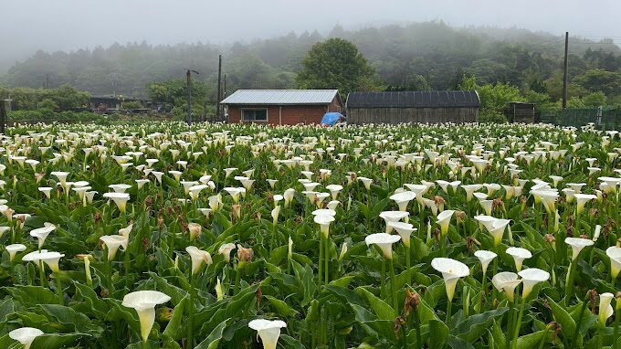 竹子湖春季賞花攻略|必訪景點與隱藏美食推薦