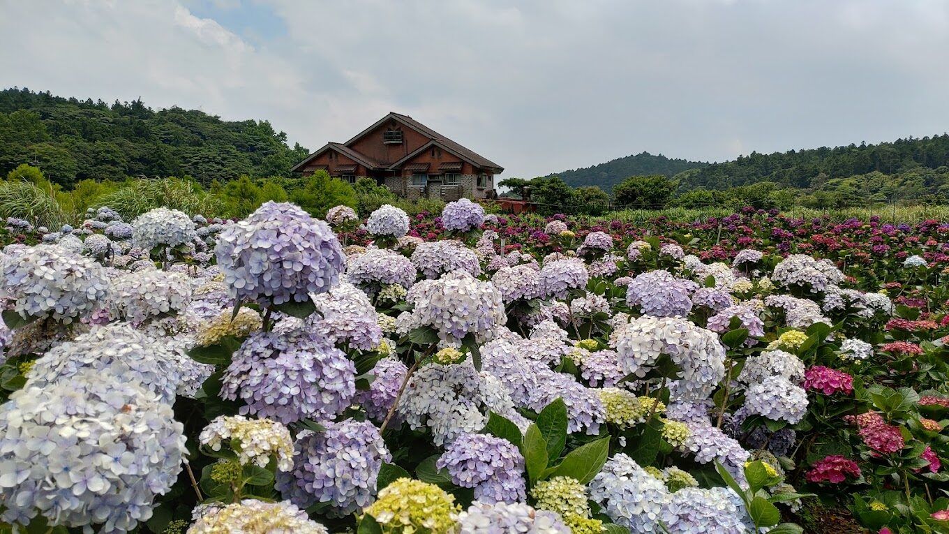 【2025】如何選擇繡球花最佳賞花地點？避開人潮的秘密花園