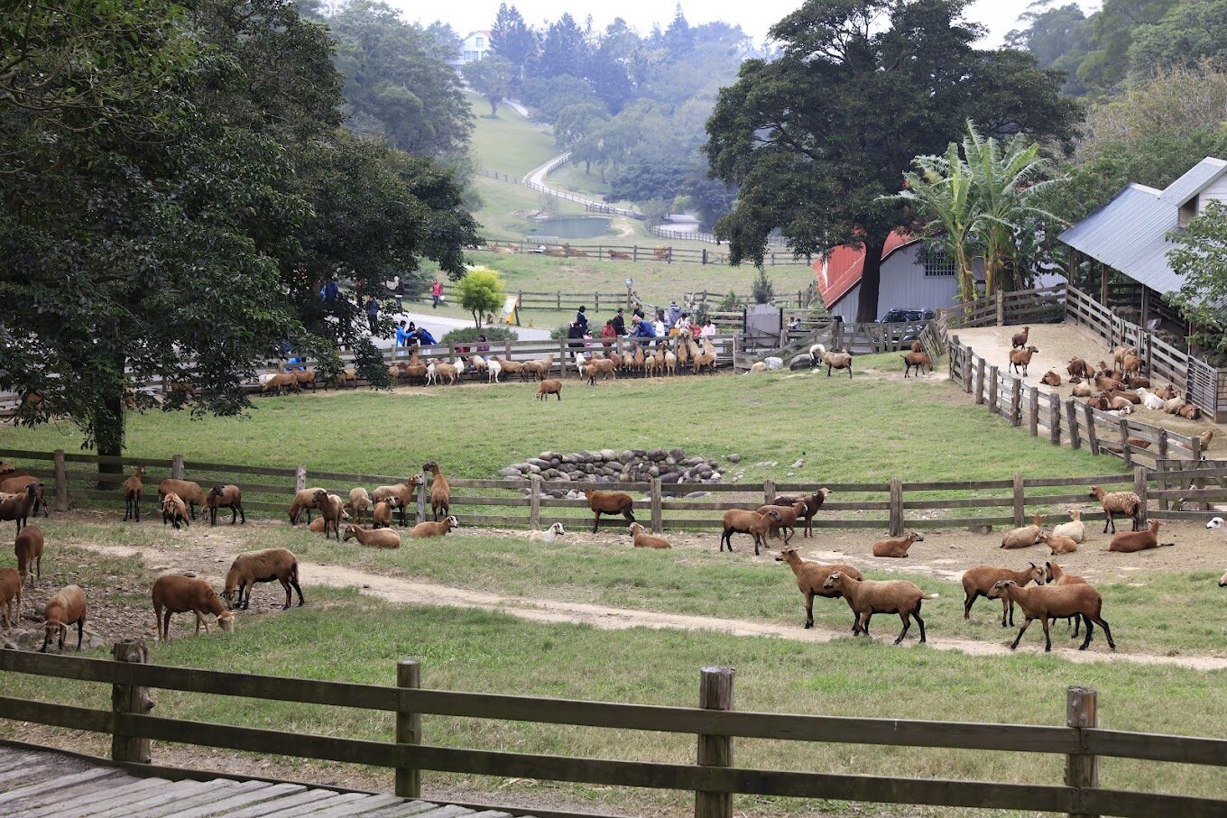 飛牛牧場不踩雷！親子遊最佳活動推薦