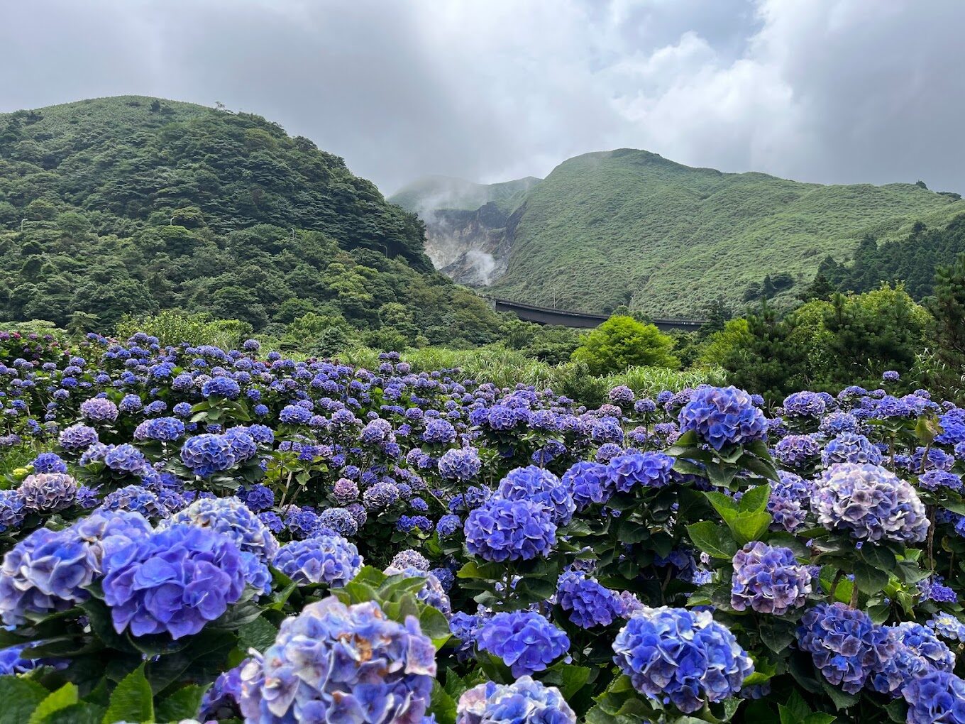 【2025】如何選擇繡球花最佳賞花地點？避開人潮的秘密花園
