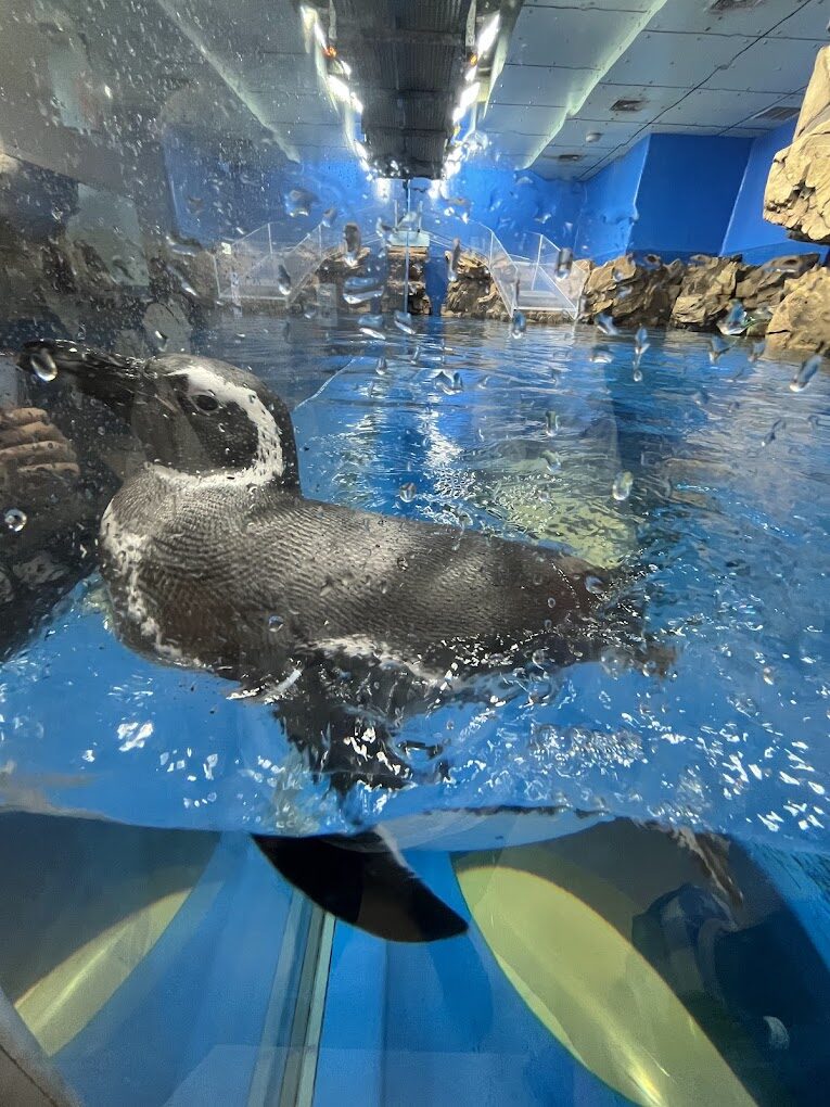 2025桃園Xpark水族館探索全攻略｜不容錯過的精彩亮點