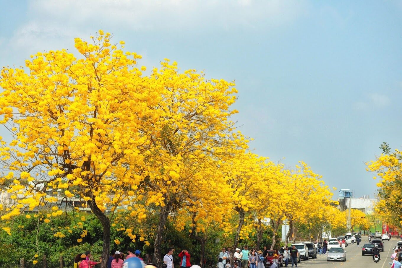 【2025】台灣黃花風鈴木賞花指南｜避開人潮的秘境