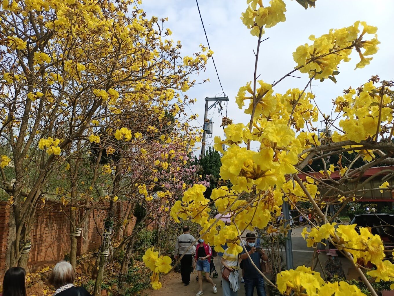 黃花風鈴木落花景點：探索台灣隱藏的自然美景（2025年必去）