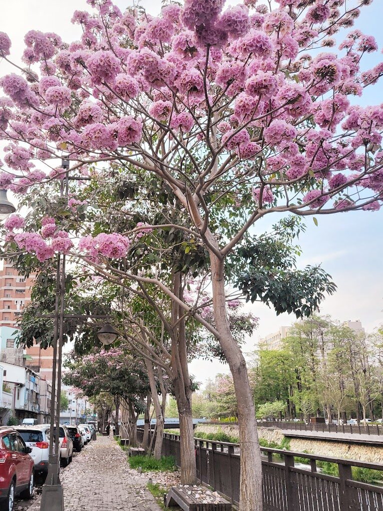 黃花風鈴木落花景點：探索台灣隱藏的自然美景（2025年必去）