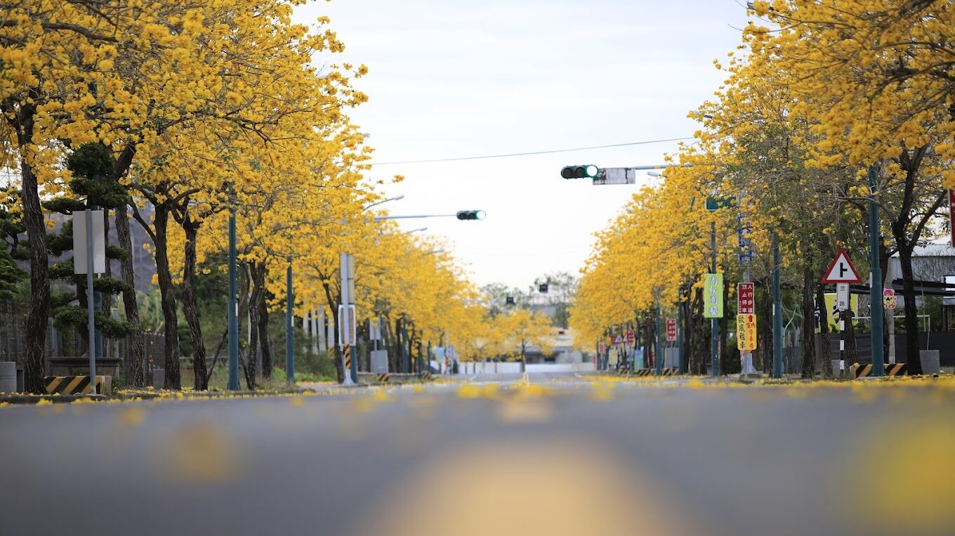 黃花風鈴木落花景點：探索台灣隱藏的自然美景（2025年必去）