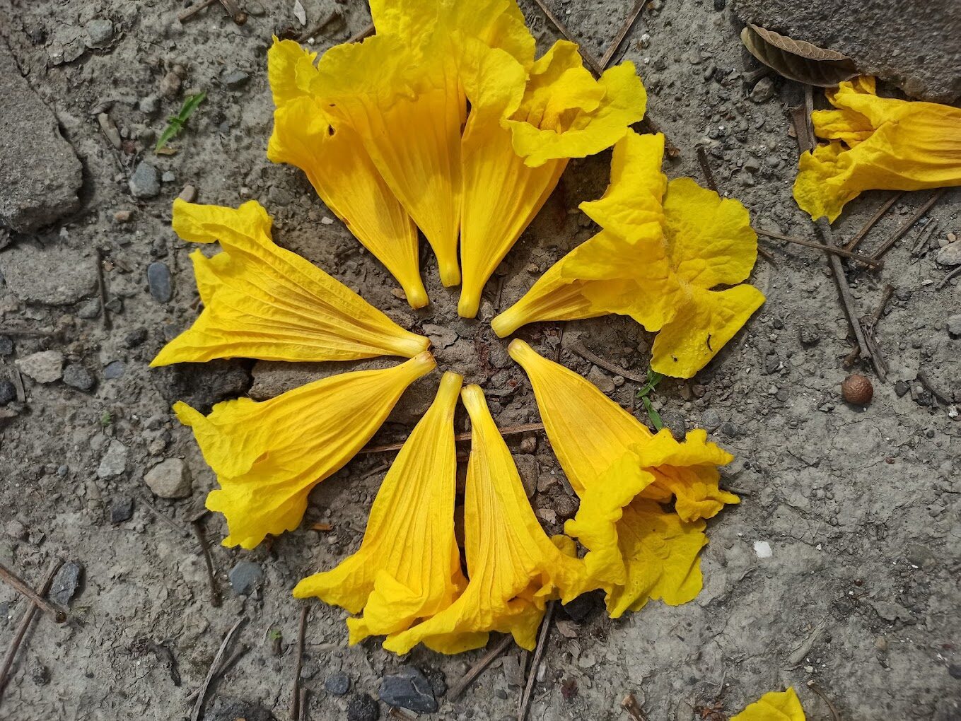 黃花風鈴木落花景點：探索台灣隱藏的自然美景（2025年必去）