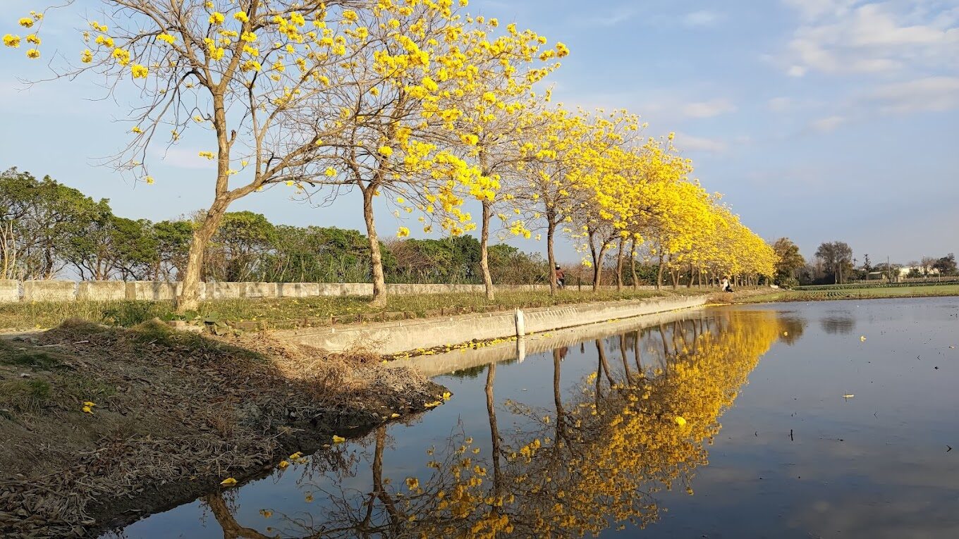 黃花風鈴木落花景點：探索台灣隱藏的自然美景（2025年必去）