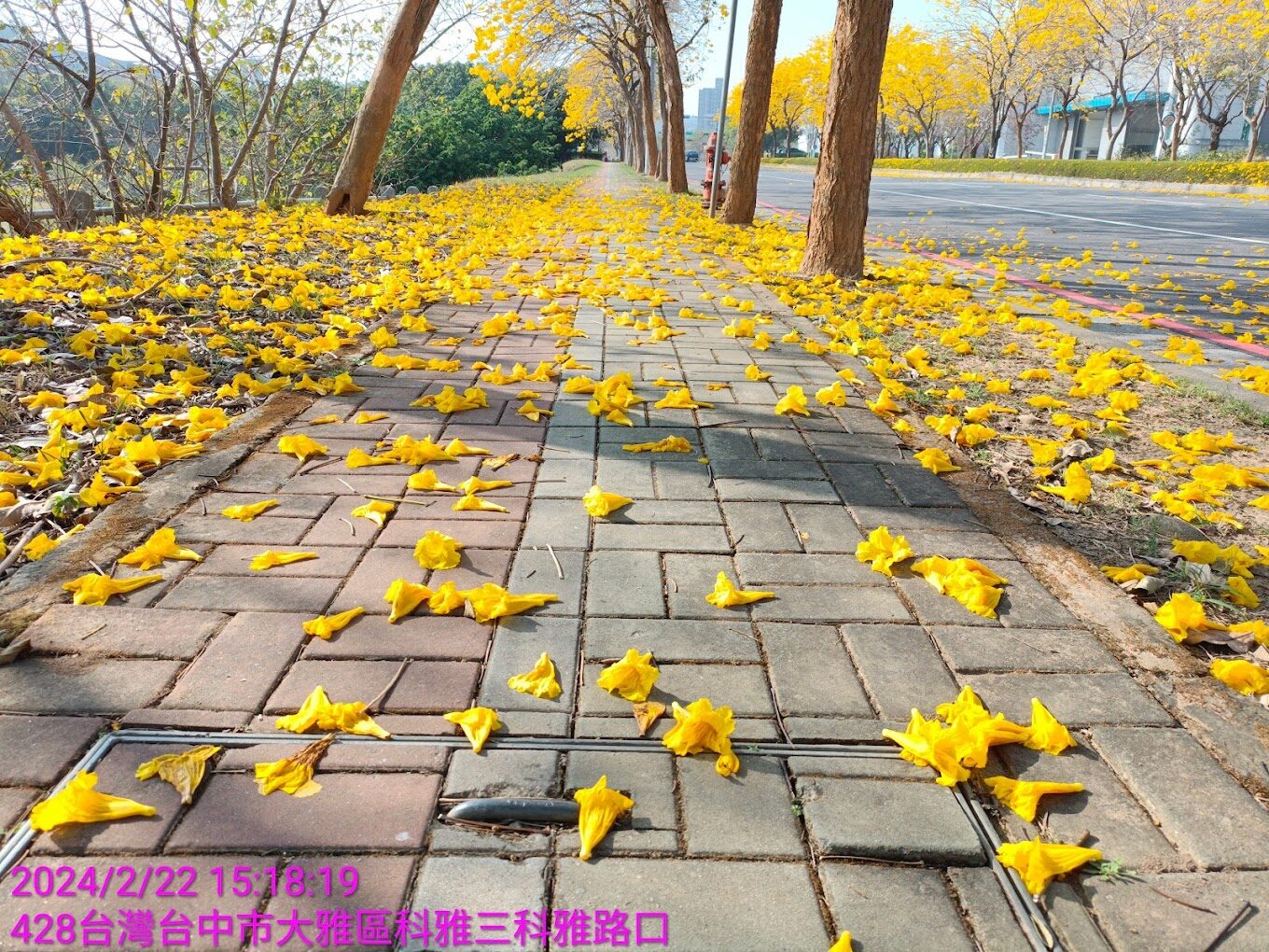 黃花風鈴木落花景點：探索台灣隱藏的自然美景（2025年必去）