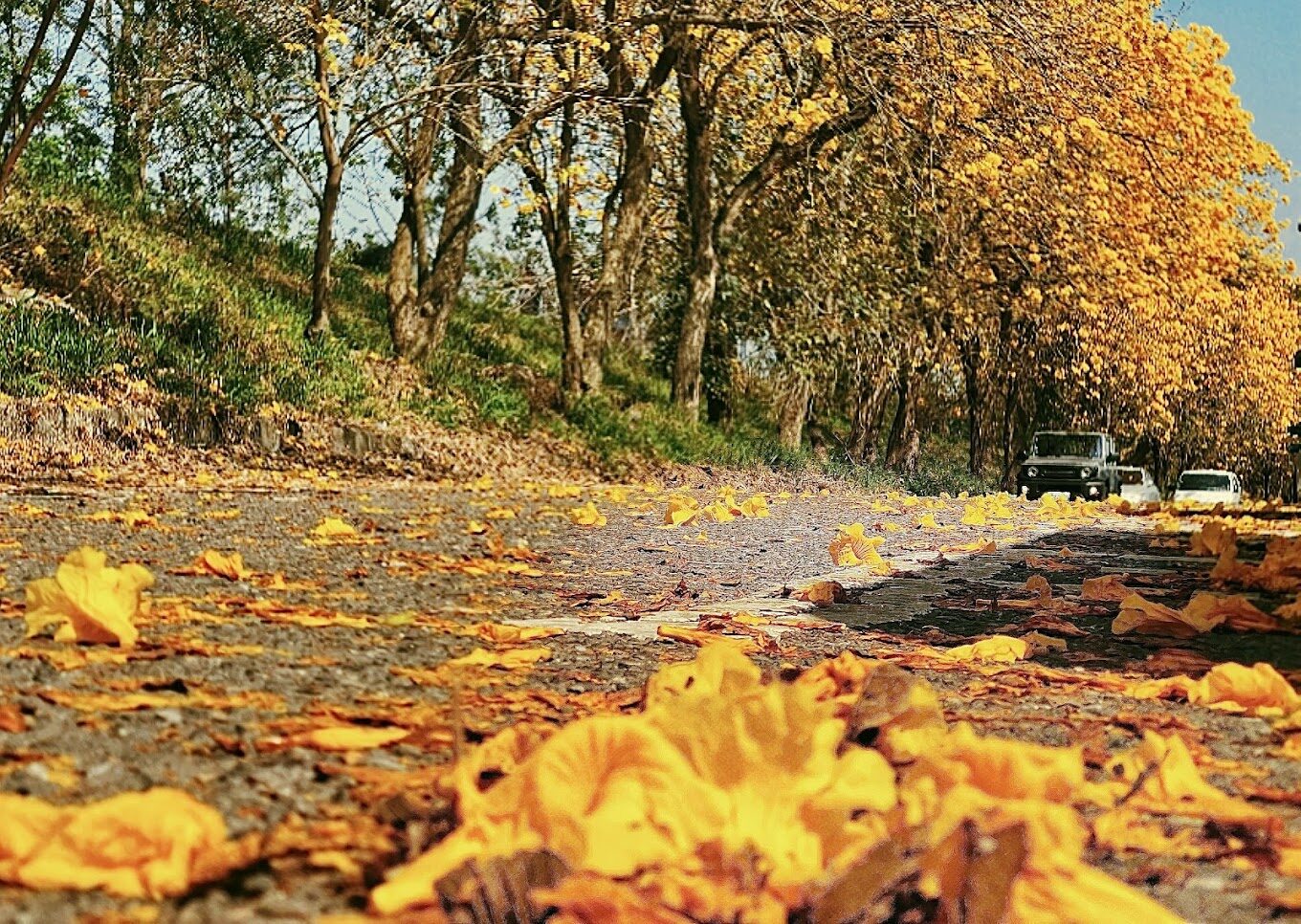 【2025】黃金風鈴木最美觀賞地點推薦｜錯過這景點後悔不已