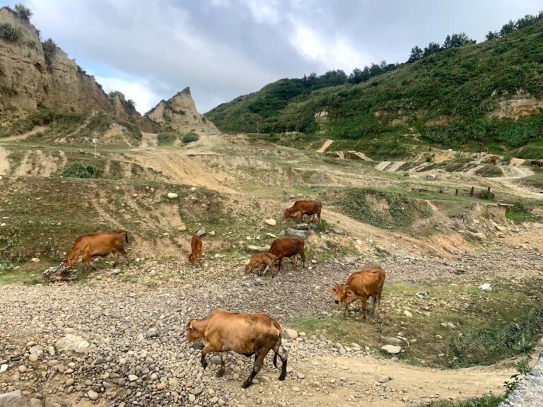 林口景點探秘：2025必訪的驚奇景點