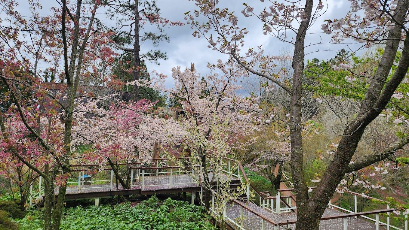 【2025】福壽山農場一日遊攻略｜必拍景點、隱藏美食推薦