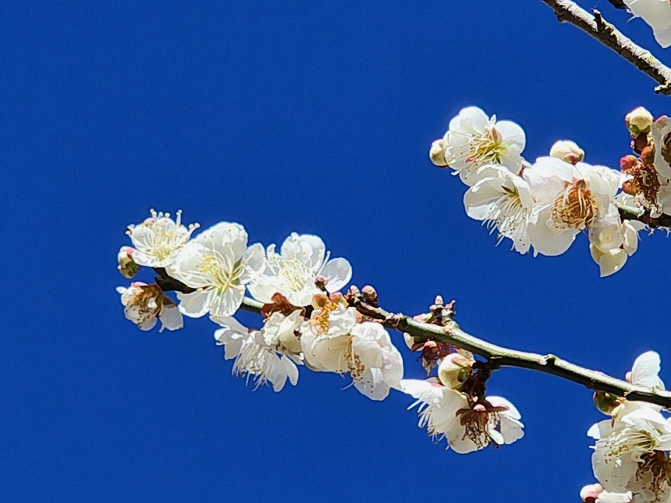 【2025】福壽山農場一日遊攻略｜必拍景點、隱藏美食推薦