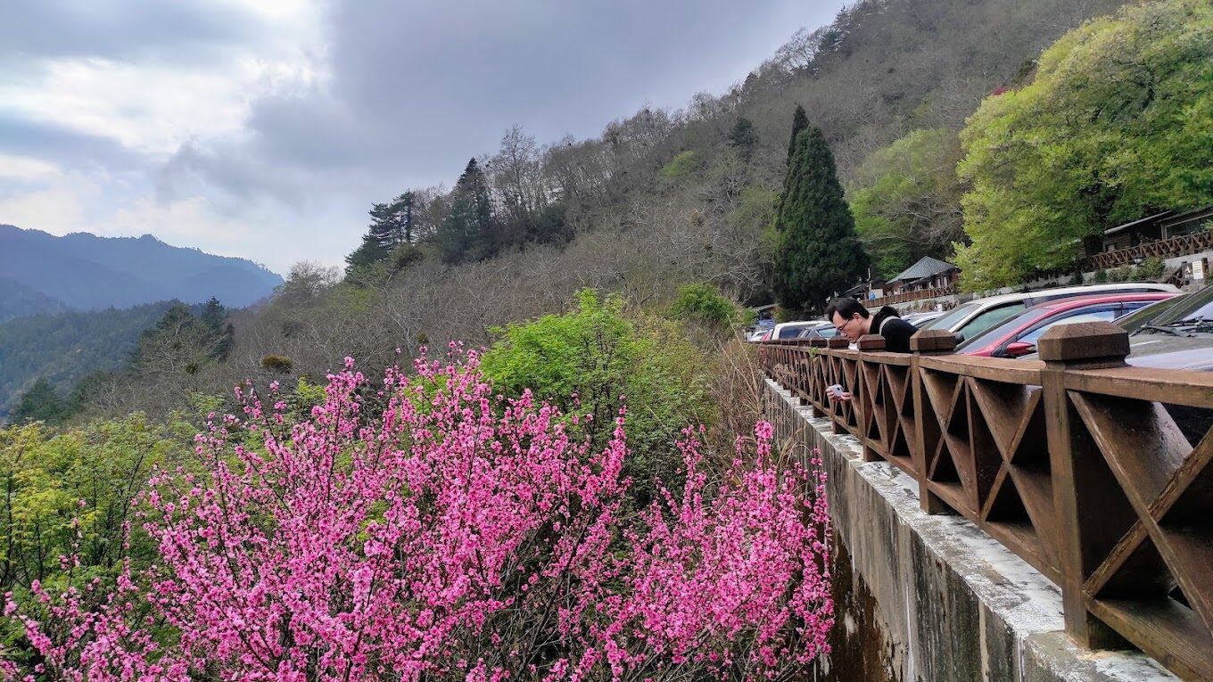 揭開霧社櫻王的祕密：走進這片鮮為人知的櫻花天堂