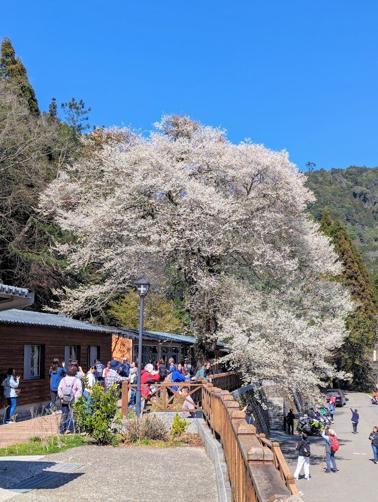 揭開霧社櫻王的祕密：走進這片鮮為人知的櫻花天堂