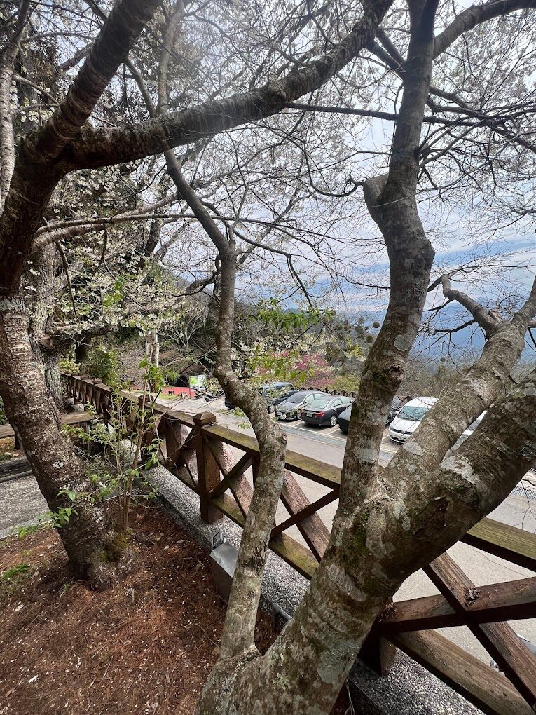 揭開霧社櫻王的祕密：走進這片鮮為人知的櫻花天堂