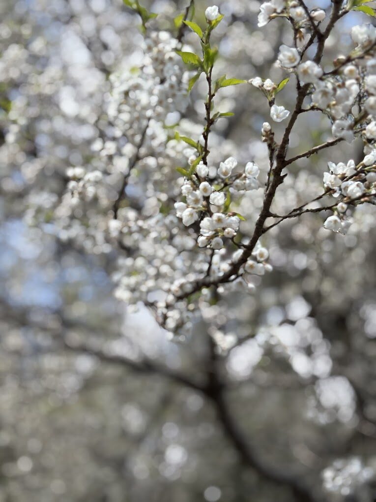 揭開霧社櫻王的祕密：走進這片鮮為人知的櫻花天堂